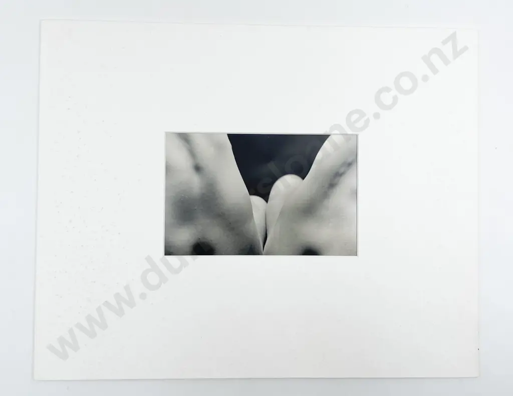 12 Large Photographic Print Various Studies some Passepartouts Image 1++