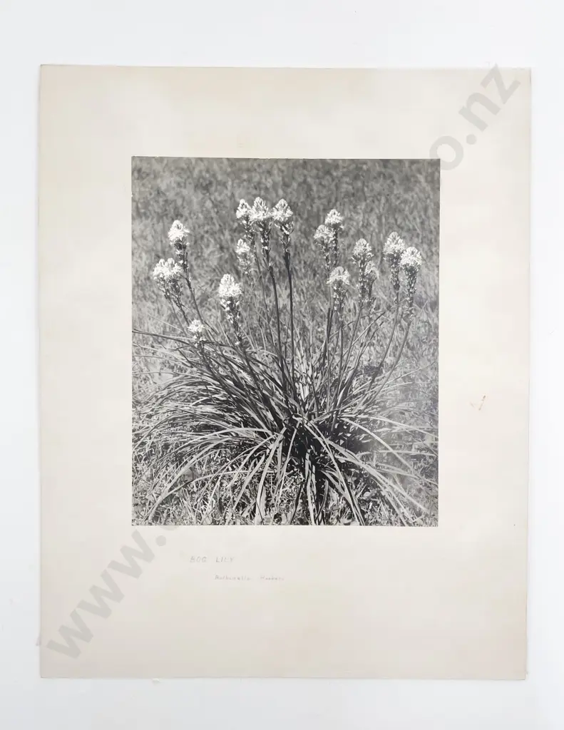 12 Large Photographic Print Various Studies some Passepartouts Image 1++