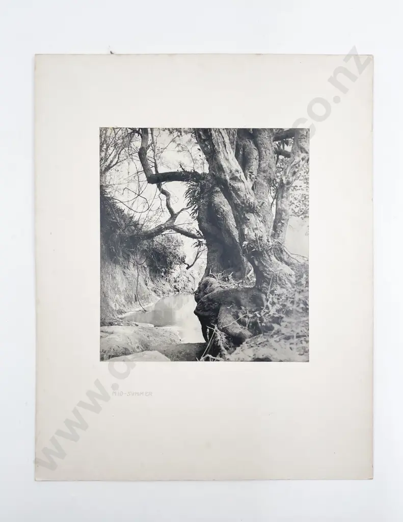 12 Large Photographic Print Various Studies some Passepartouts Image 1++