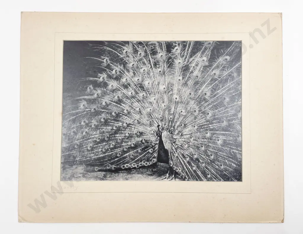 20 Large Photographic Prints incl. Maritime Subjects Image 1++