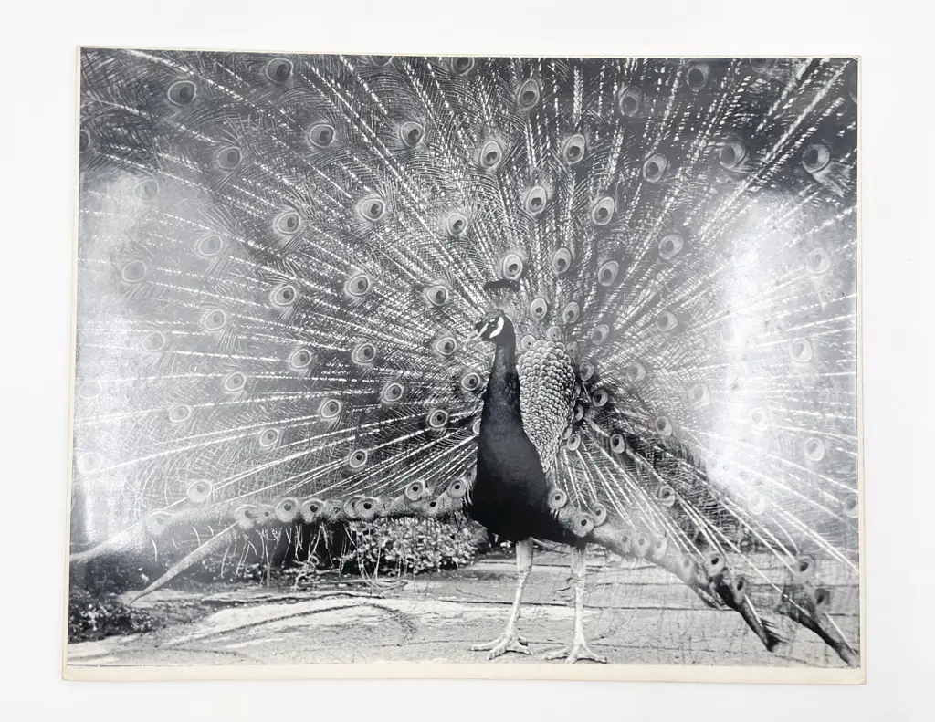 20 Large Photographic Prints incl. Maritime Subjects Image 1++