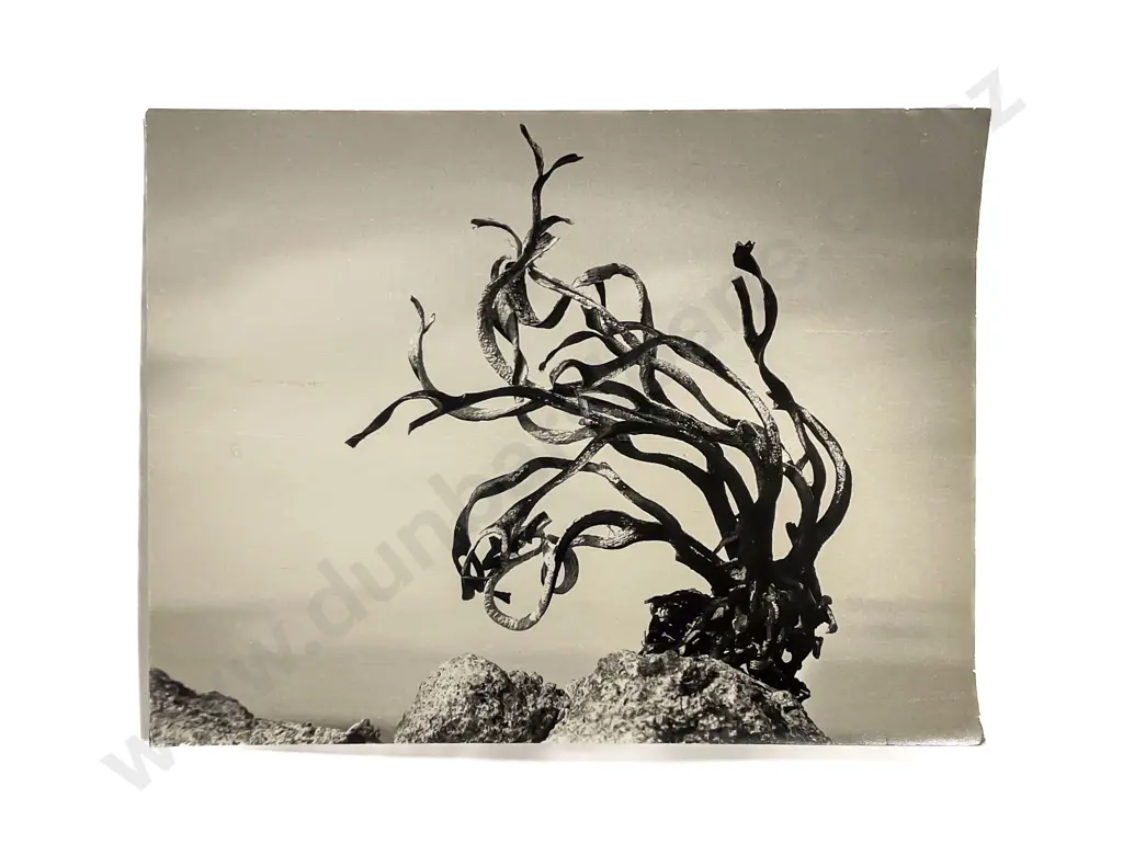 Collection Len. Casbolt Studio Portrait Landscape and Scenic Photographs Unmounted Image 1++