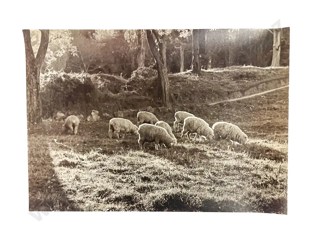 Collection Len. Casbolt Studio Photographs and Scenic Unmounted Image 1++