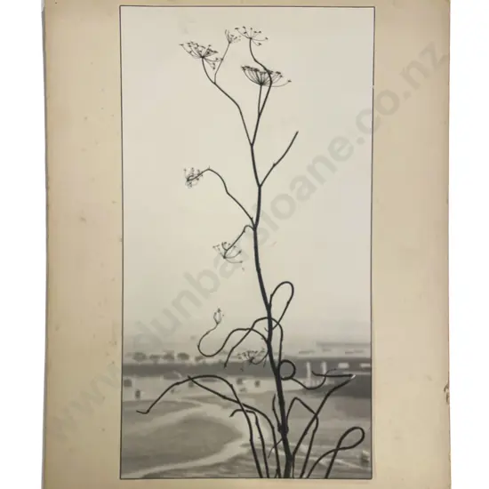 Collection Ten Len. Casbolt Studio Photographs on Card