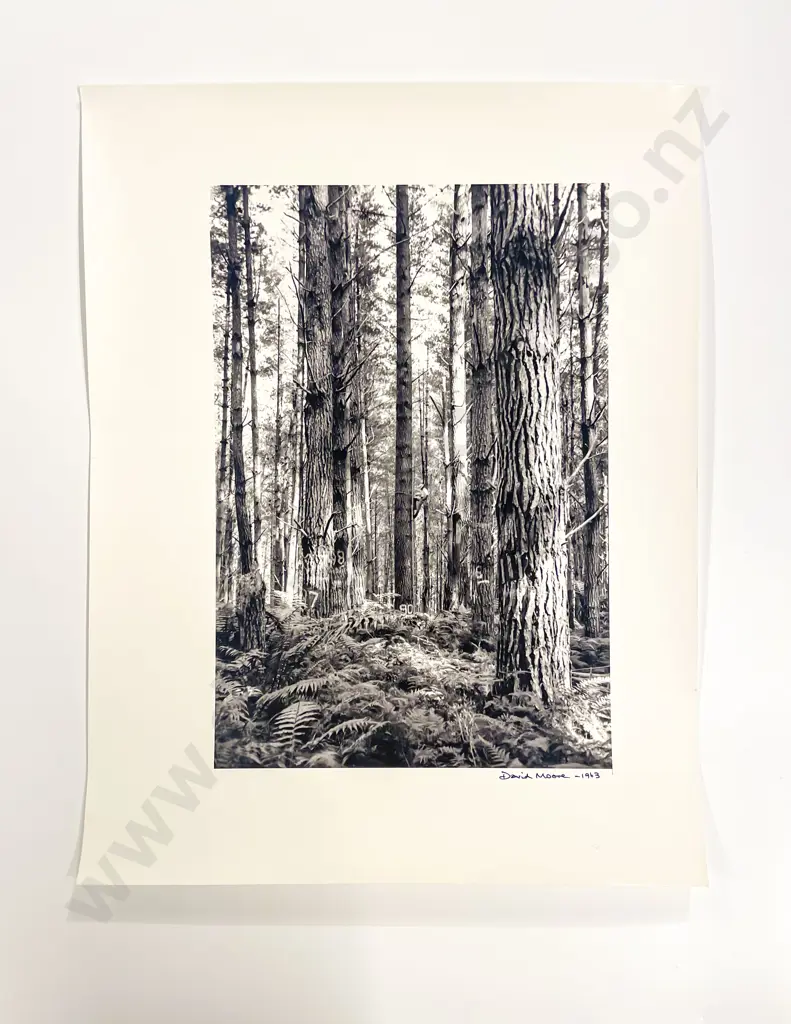 David Moore Reg Graham and Other Photographers Portrait and Artistic Works Image 1++