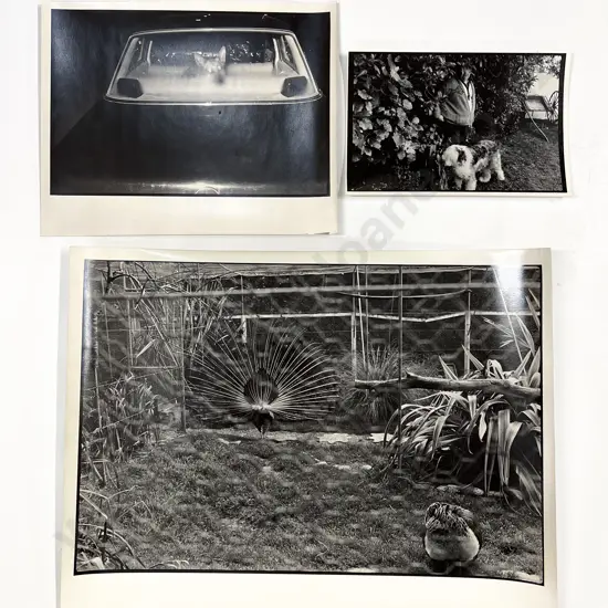 Three Peter Black B/W Photographs