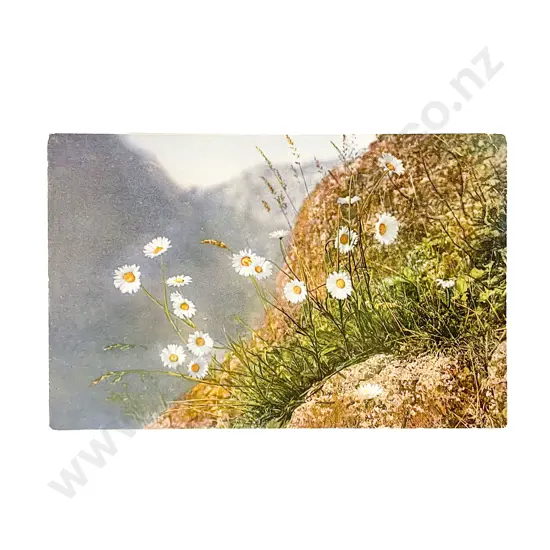 Collection of Assorted Early C20th Botanic Postcards
