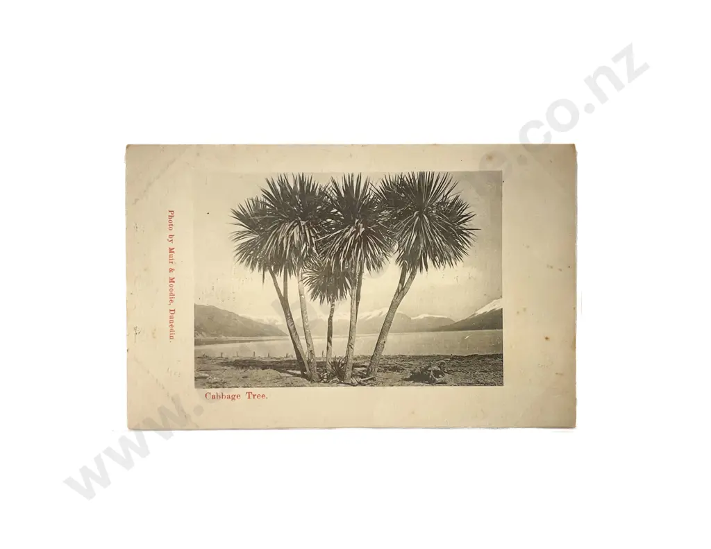 Collection of Assorted NZ Early C20th Postcards with Maori and Pacifica Subjects Image 1++