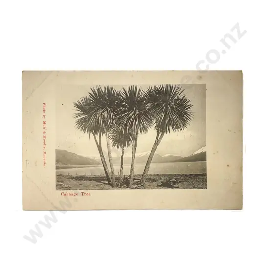 Collection of Assorted NZ Early C20th Postcards with Maori and Pacifica Subjects