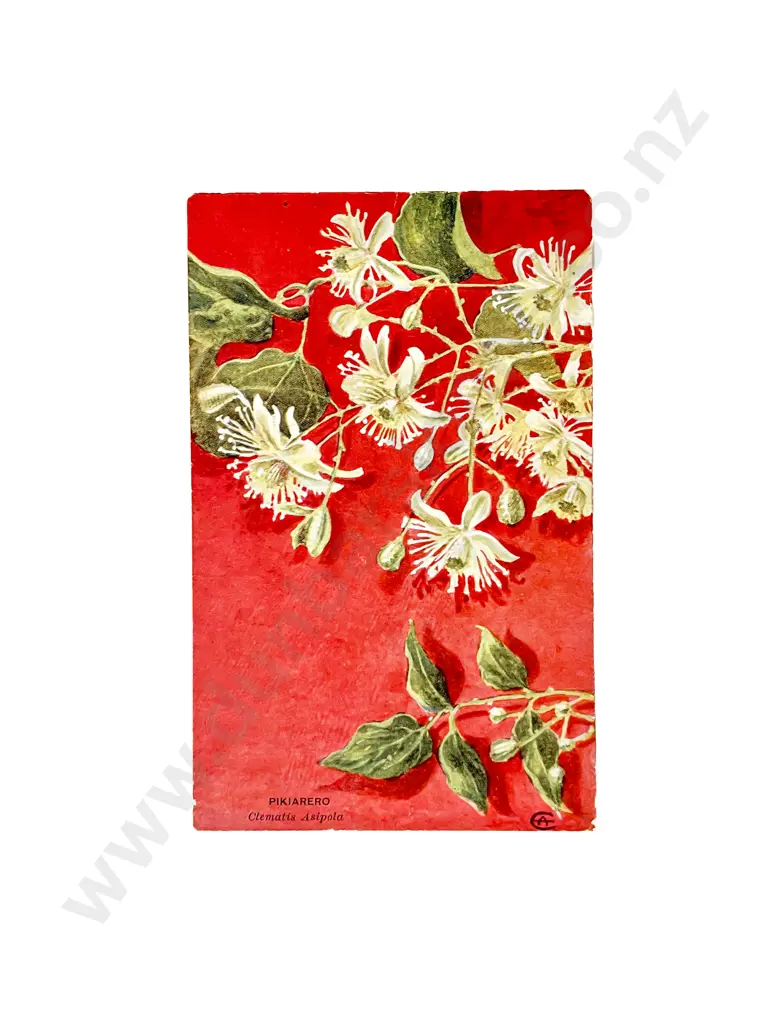 Collection of Assorted Early NZ C20th Botanical Postcards Image 1++