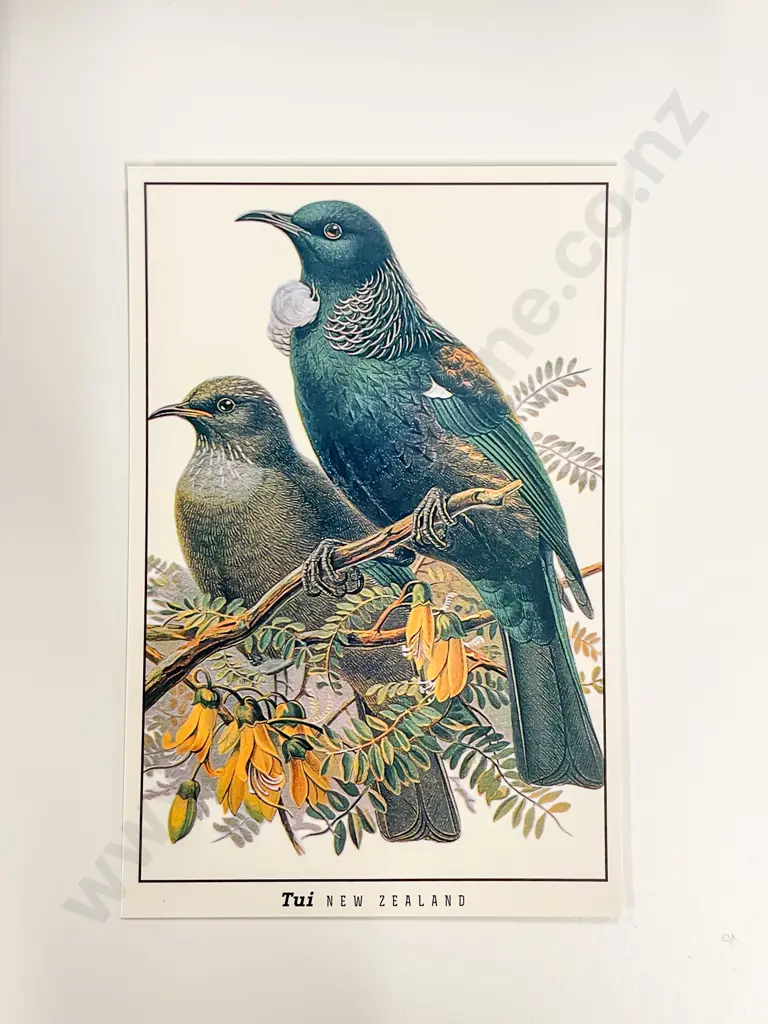 Collection of Assorted Mid/Late NZ C20th Bird Study Postcards Image 1++