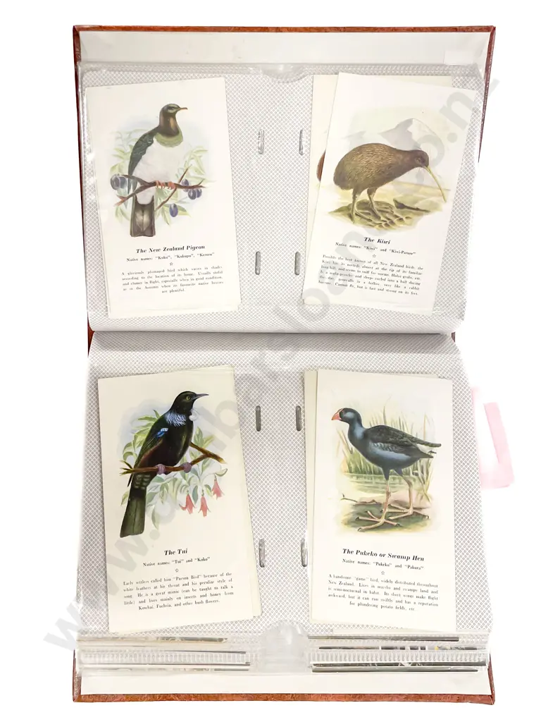 Collection of Assorted Mid/Late NZ C20th Bird Study Postcards Image 1++