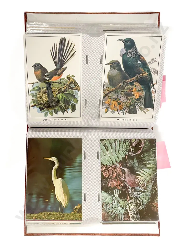 Collection of Assorted Mid/Late NZ C20th Bird Study Postcards Image 1++