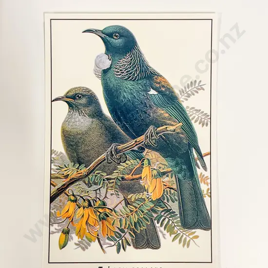 Collection of Assorted Mid/Late NZ C20th Bird Study Postcards