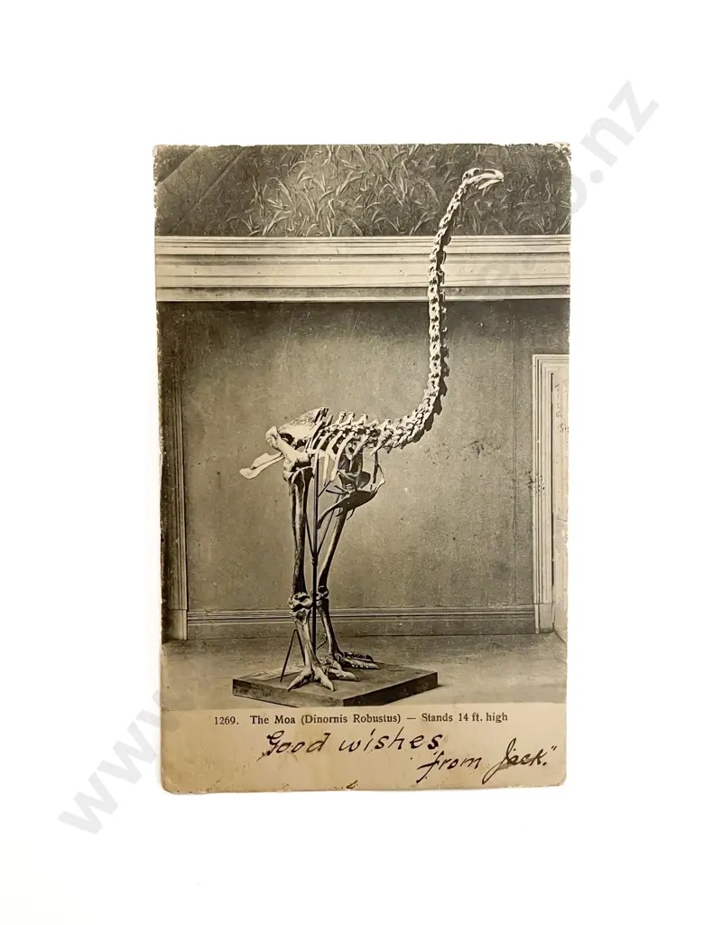 Album NZ Vintage Postcards Souvenir Scenes mainly by Muir & Moody Image 1++