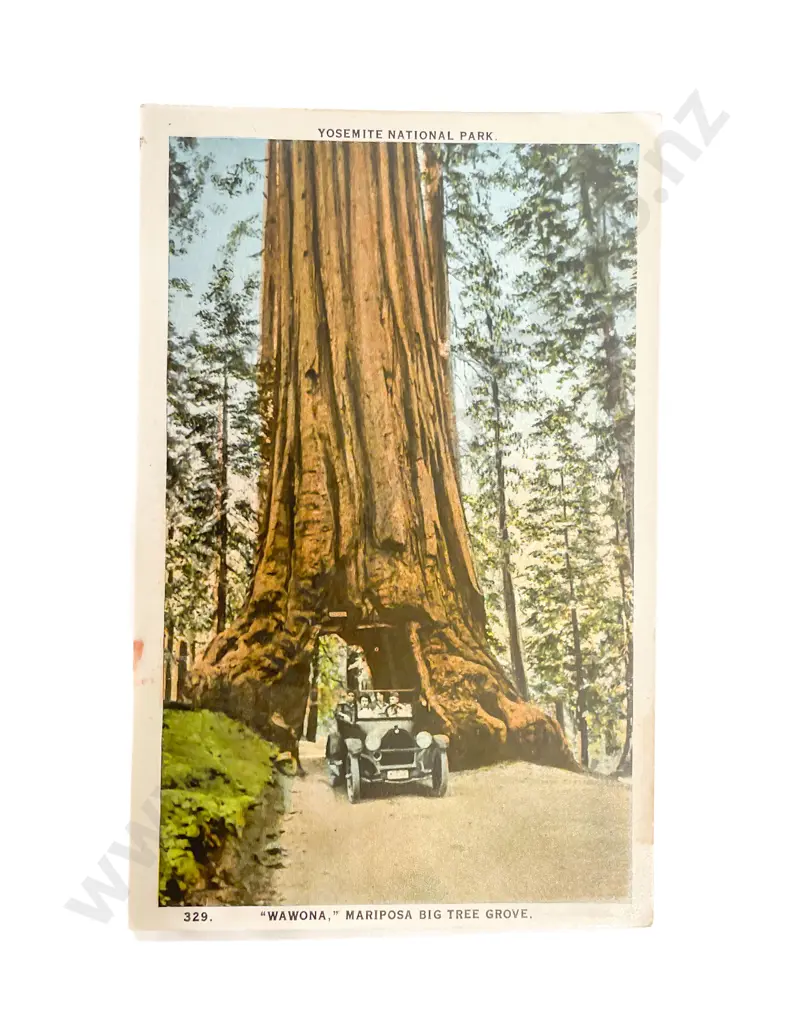 Collection of NZ Early C20th Modern and World Postcards Image 1++