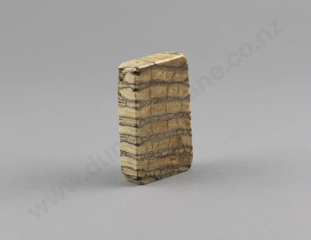 Mammoth Tooth Fossil Tablet Form Paper Weight Image 1++