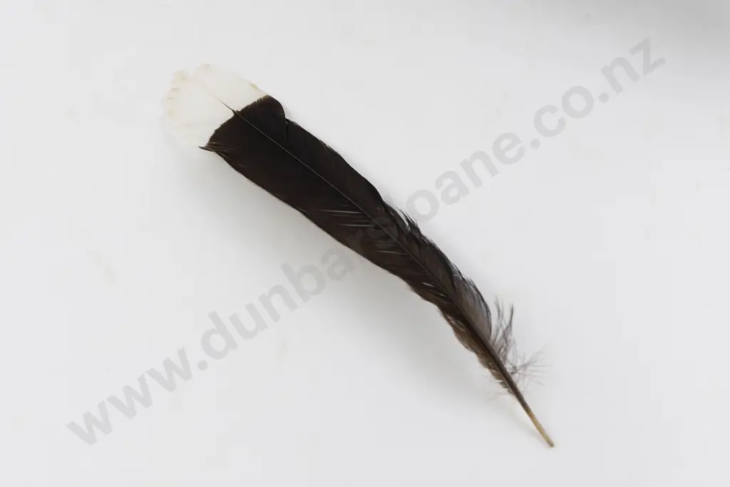 A Good 19th Century Wakahuia (Treasure Box) With Huia Feather Image 1++