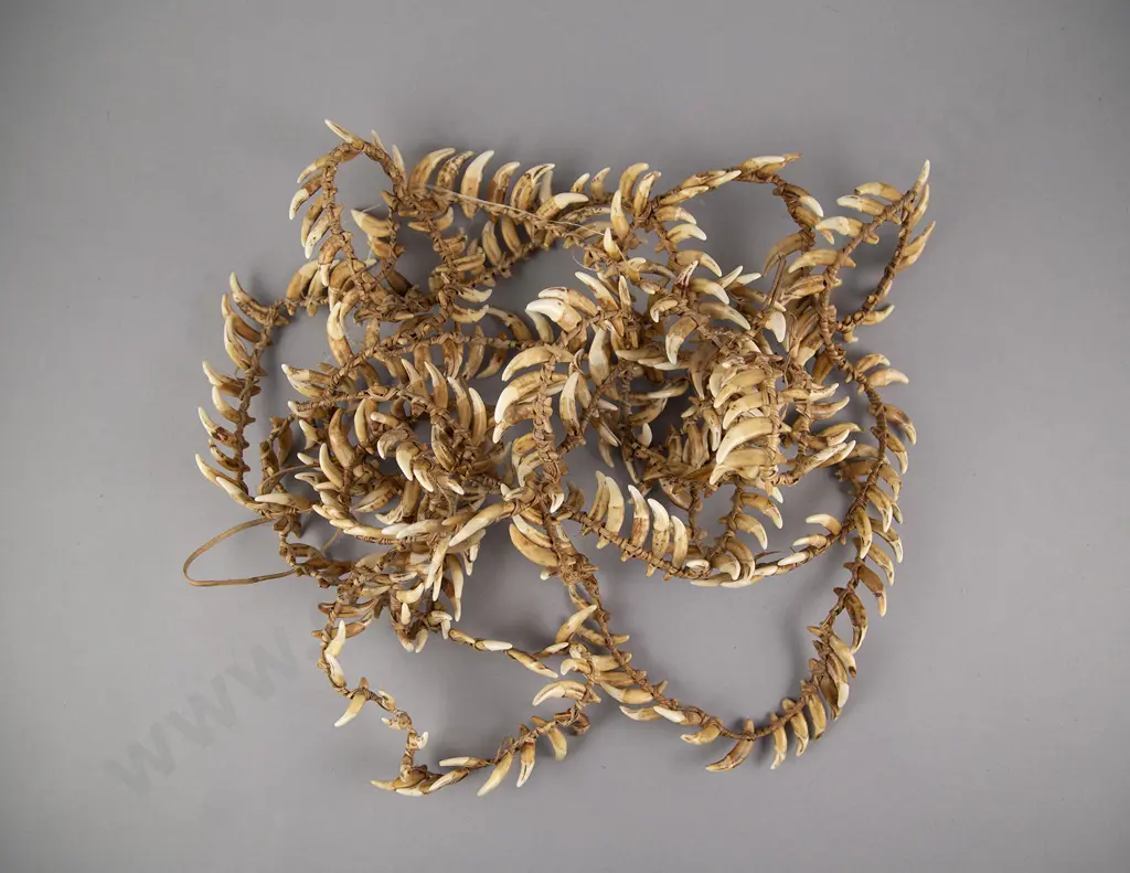 Impressive Papua New Guinea Warriors Dog Tooth Necklace Image 1++