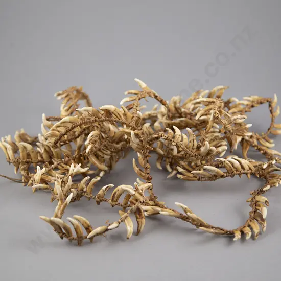 Impressive Papua New Guinea Warriors Dog Tooth Necklace