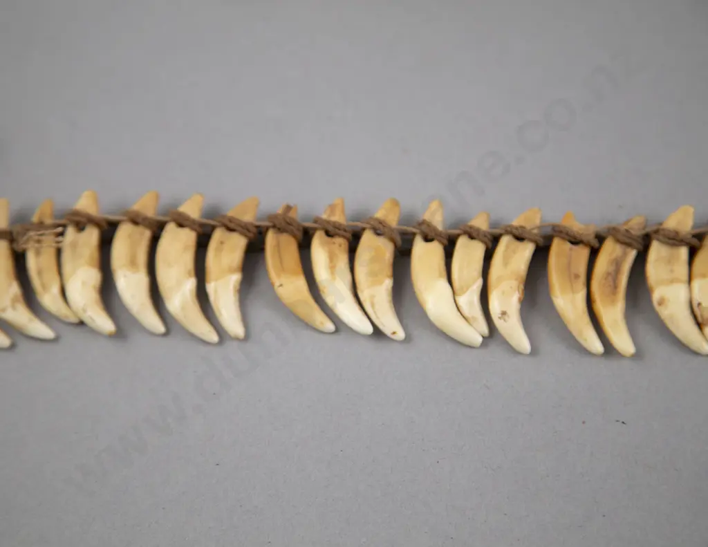 A Good Papua New Guinea Warriors Dog Tooth Necklace Image 1++