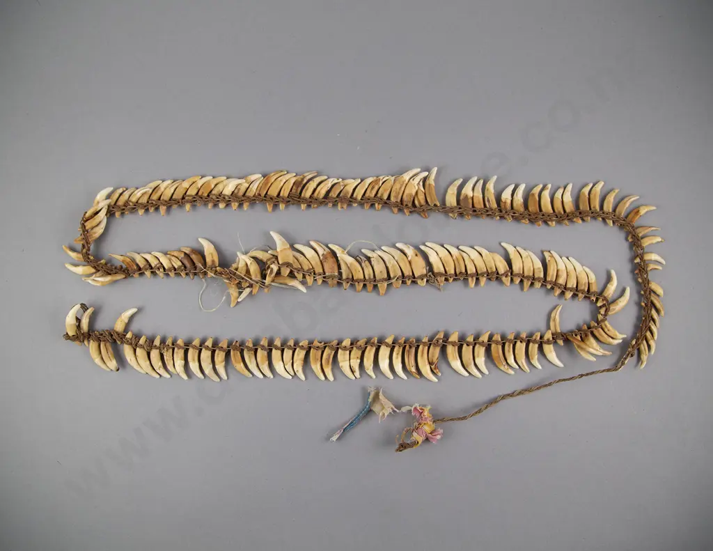 A Good Papua New Guinea Warriors Dog Tooth Necklace Image 1++