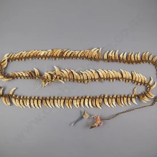 A Good Papua New Guinea Warriors Dog Tooth Necklace