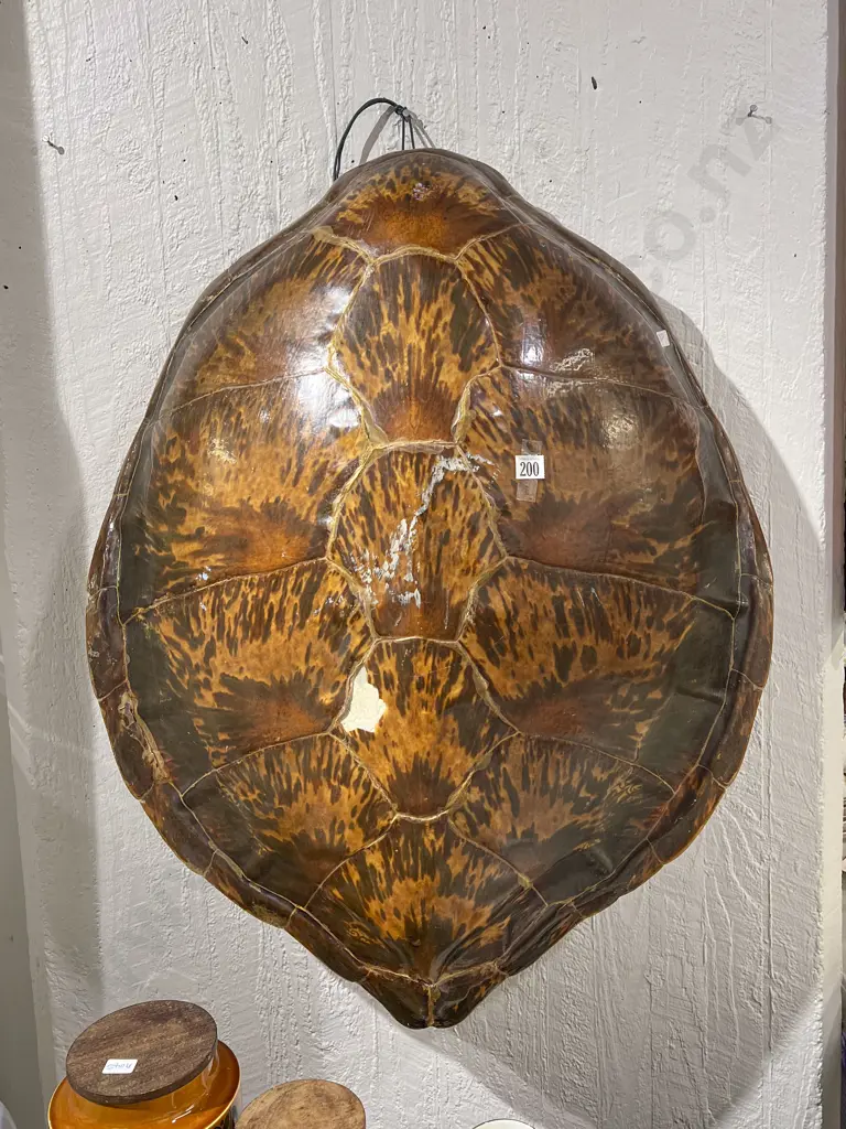 Large Turtle Shell (Flaws) Image 1++