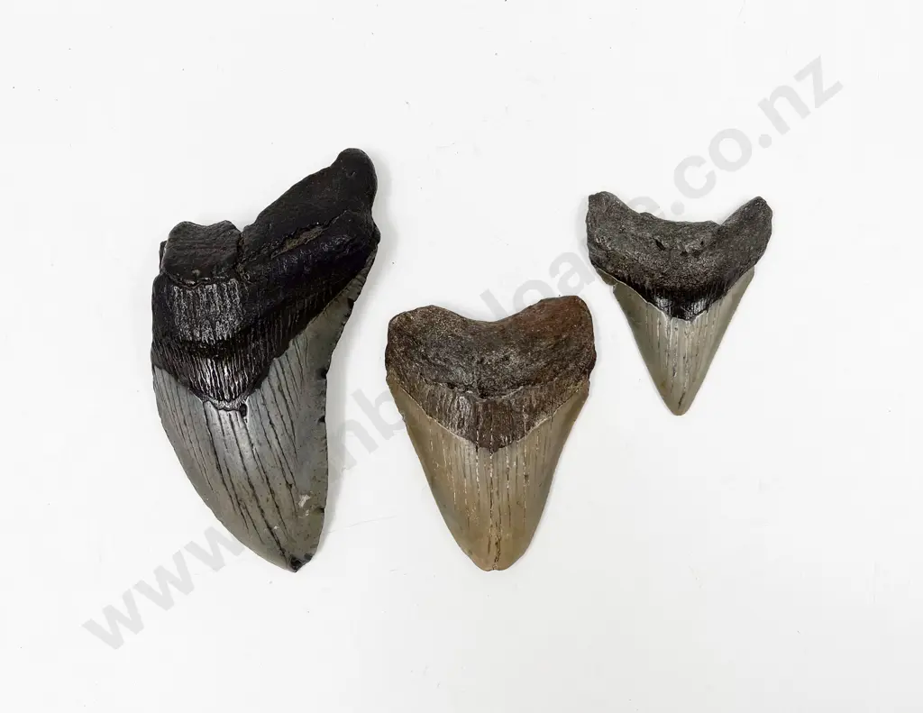 Three Various Fossilized Megalodon Teeth Image 1++