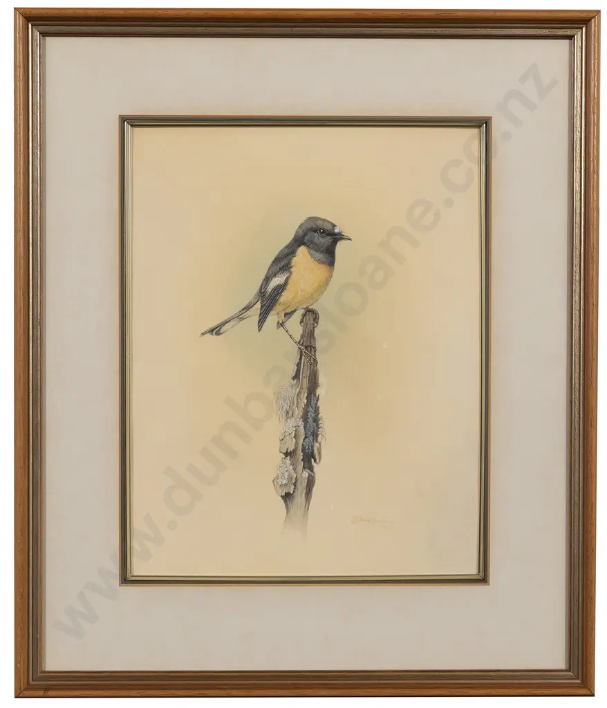 Philip Waddington - South Island Tomtit Image 1++