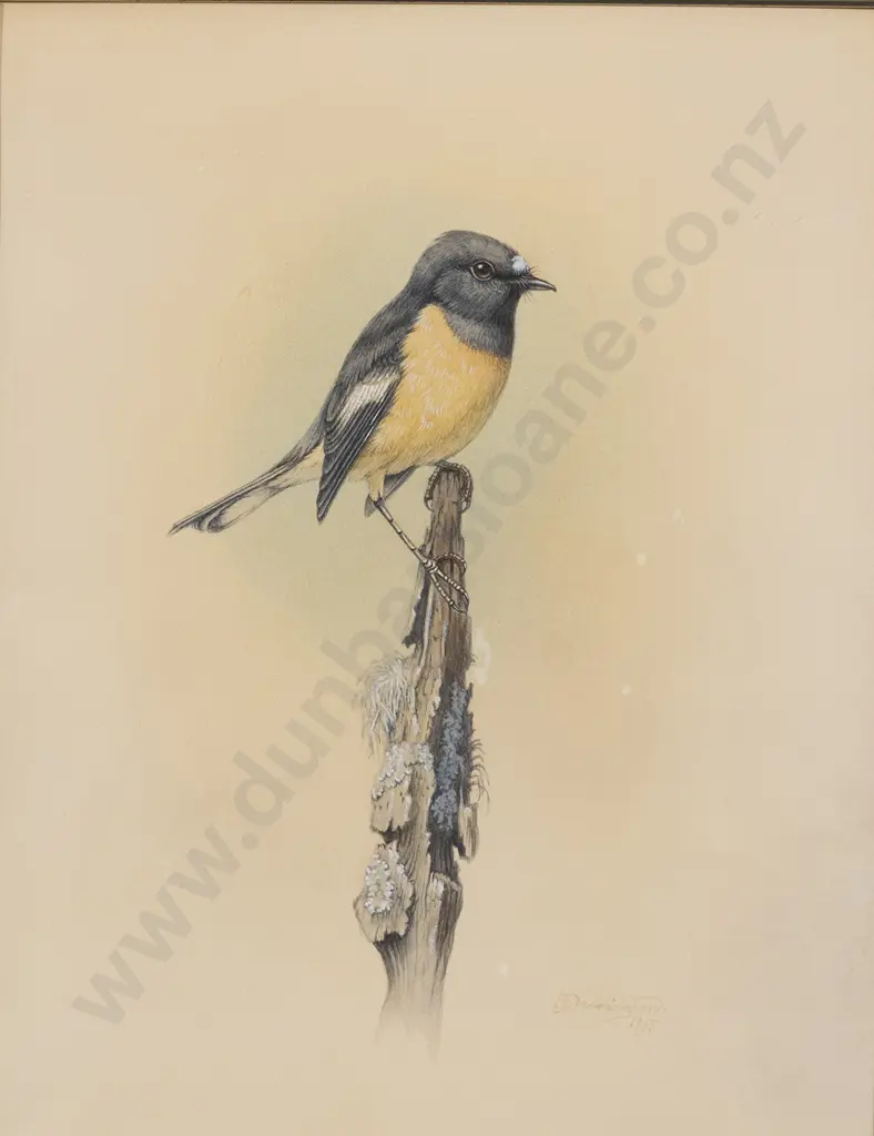 Philip Waddington - South Island Tomtit Image 1++