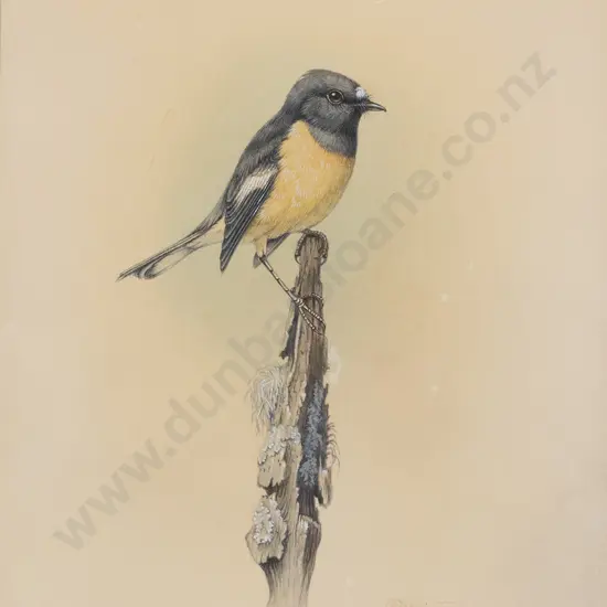 Philip Waddington - South Island Tomtit