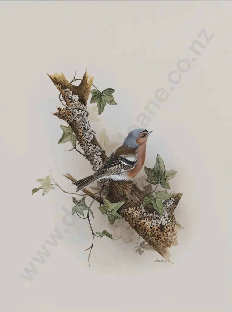 Janet Marshall (b 1947) - Chaffinch Image 1++