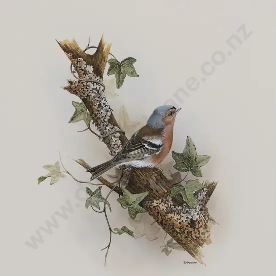 Janet Marshall (b 1947) - Chaffinch