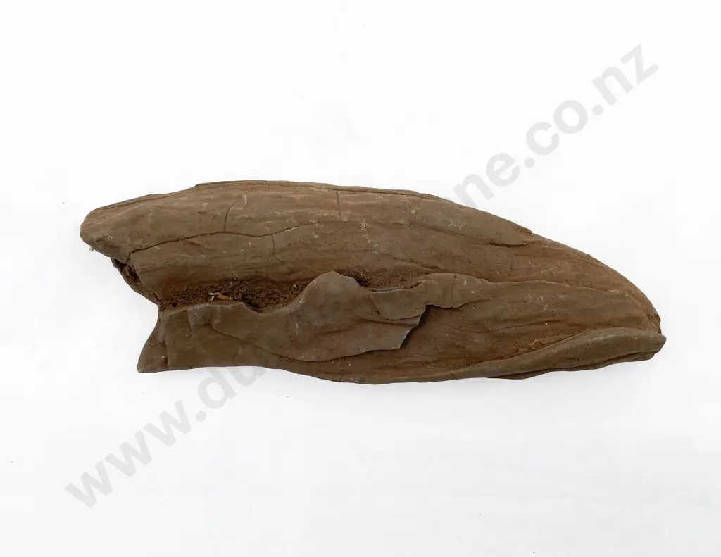 Volcanic Basalt Sharpening/Polishing Stone From The Pitcairn Islands Image 1++