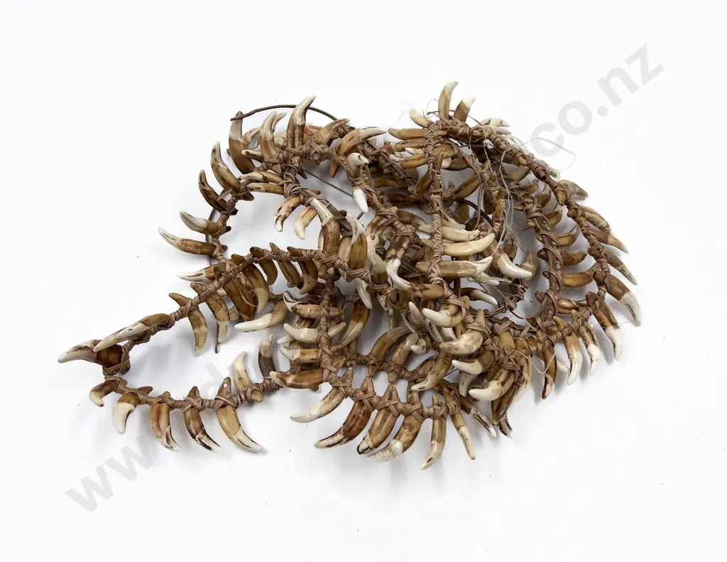 Papua New Guinea Warriors Dog Tooth Necklace Image 1++
