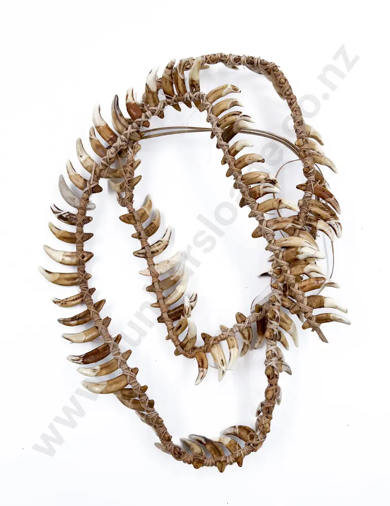 A Small Papua New Guinea Warriors Dog Tooth Necklace Image 1++