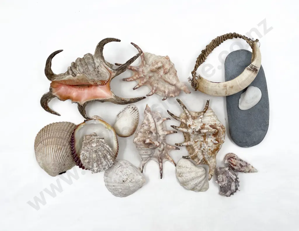Papua New Guinean Tusk Bracelet With Assorted Shells Image 1++
