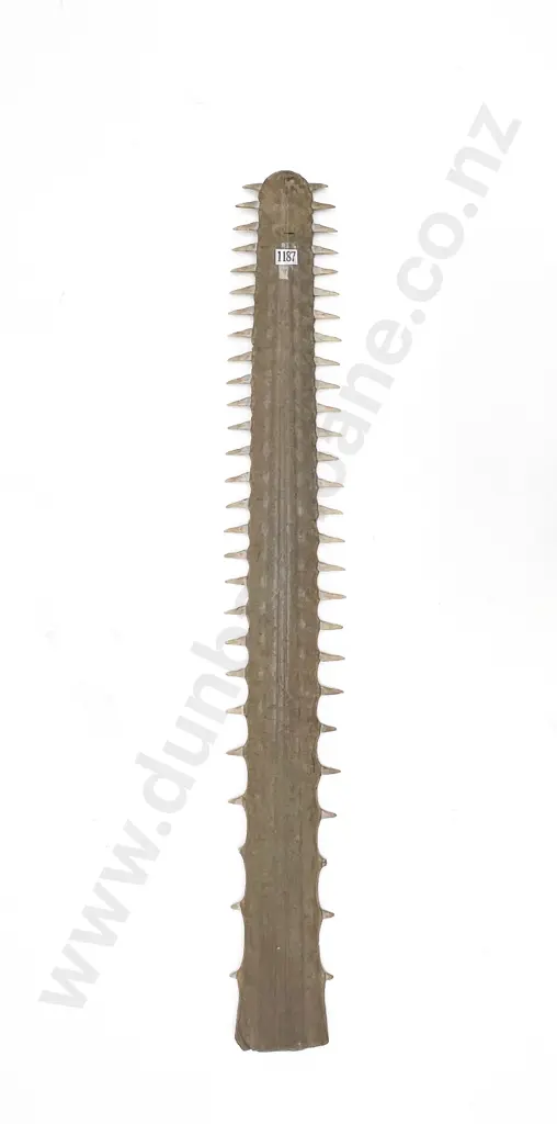 Sawfish Bill Image 1++