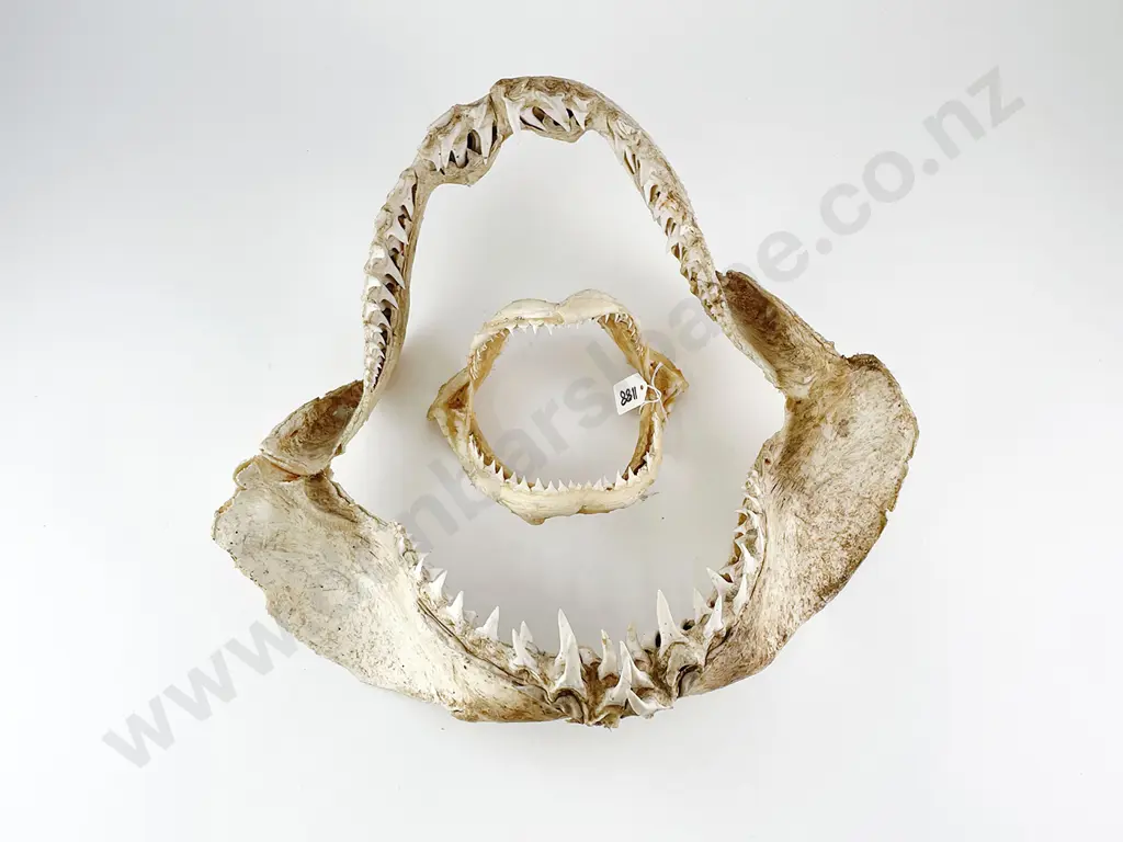 Two Shark Jaws Image 1++