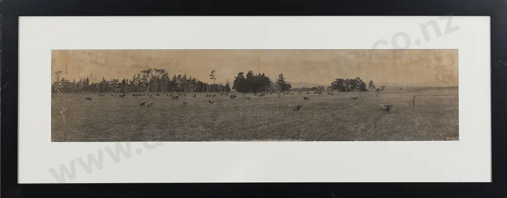 R P Moore (1881 - 1948) - "Te Matai" Jersey Herd Image 1++