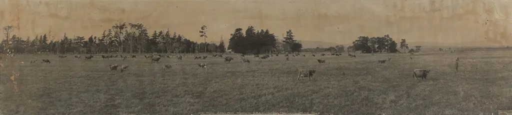R P Moore (1881 - 1948) - "Te Matai" Jersey Herd Image 1++