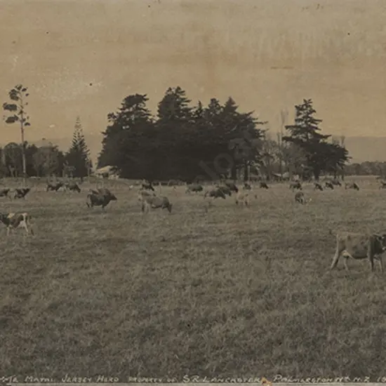 R P Moore (1881 - 1948) - "Te Matai" Jersey Herd