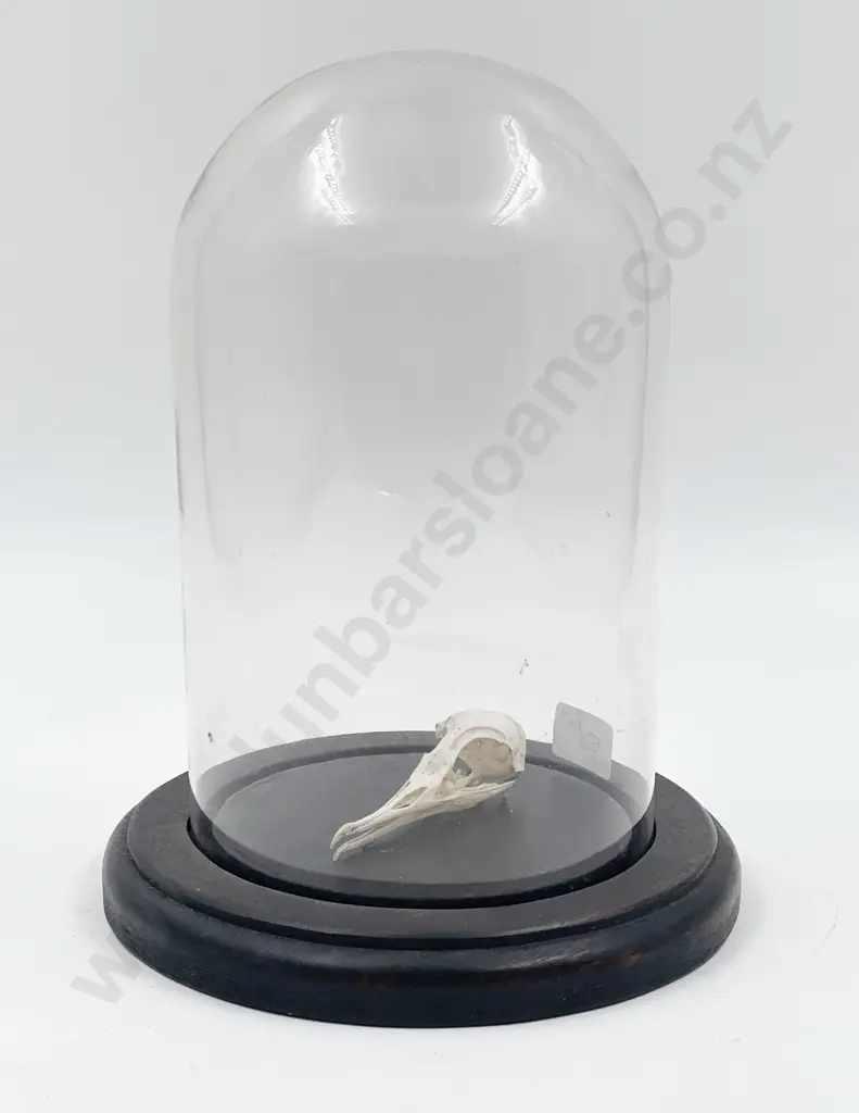 Glass Domed Display of Avian Skull Image 1++