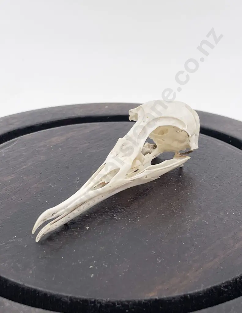 Glass Domed Display of Avian Skull Image 1++