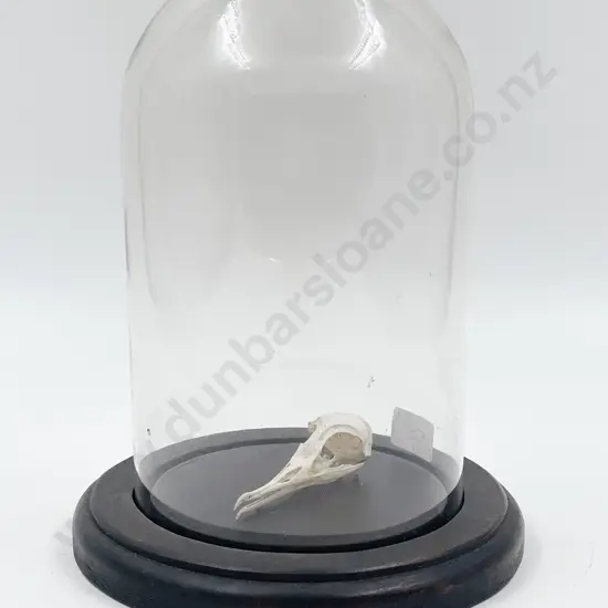 Glass Domed Display of Avian Skull
