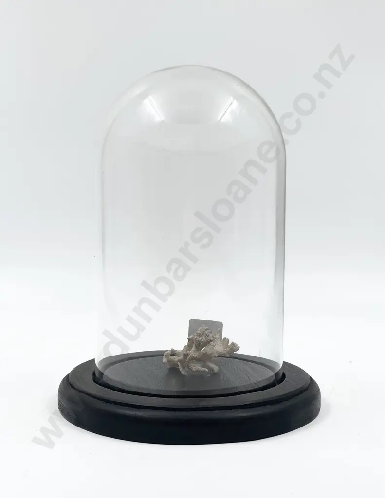 Glass Domed Display of Coral Image 1++
