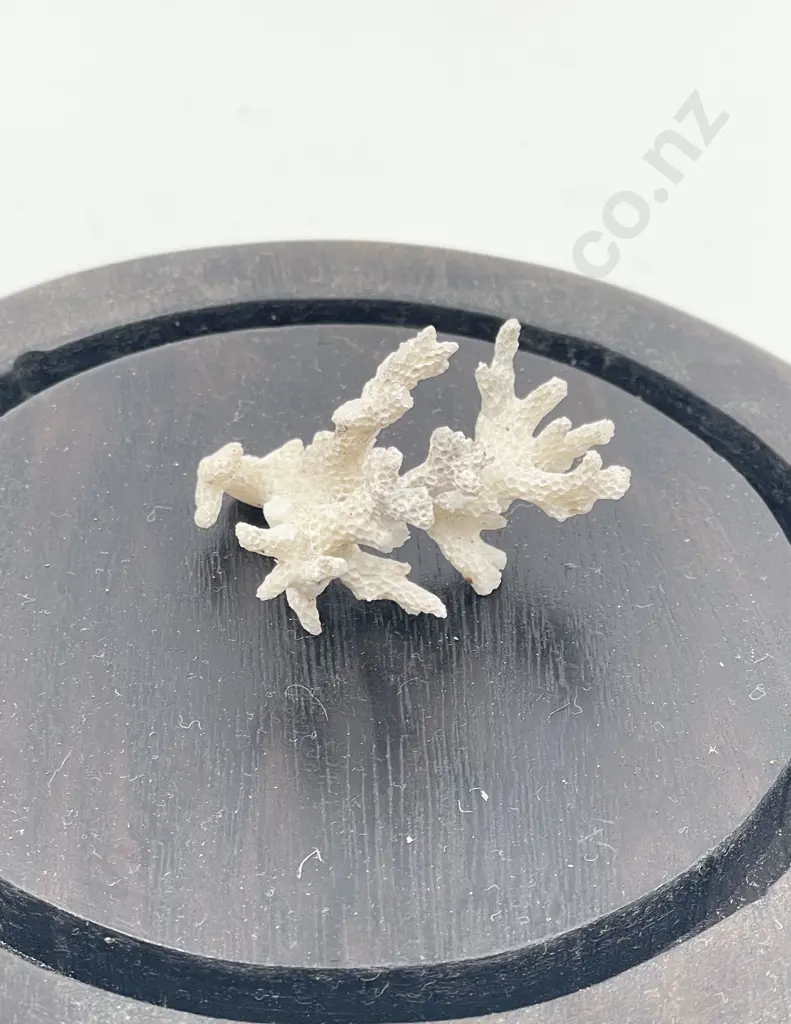 Glass Domed Display of Coral Image 1++