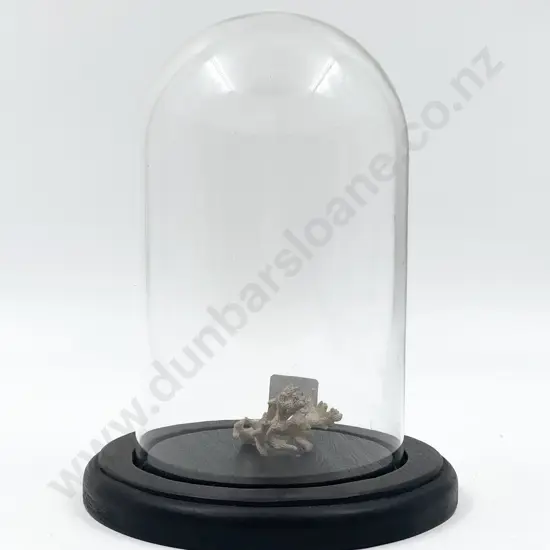 Glass Domed Display of Coral