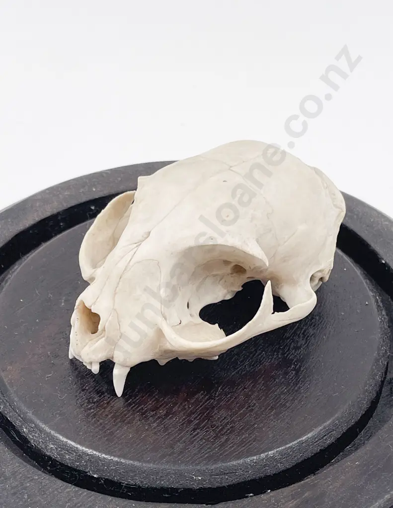 Glass Domed Display of Feline Skull Image 1++
